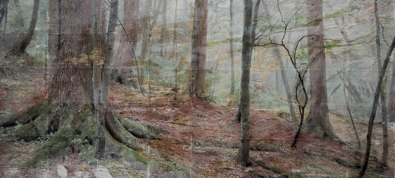 Wald Herbst